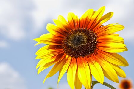 beautiful yellow Sunflowerの写真素材