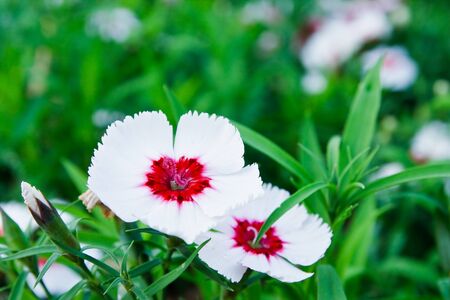 White flowers in the gardenの写真素材
