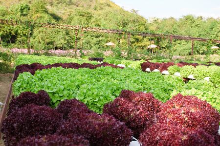 field of fresh and tasty salad/lettuce plantationの写真素材