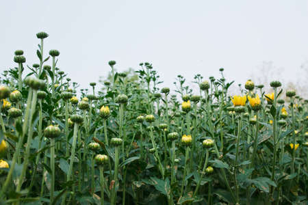 Beautiful yellow chrysanthemum flowers