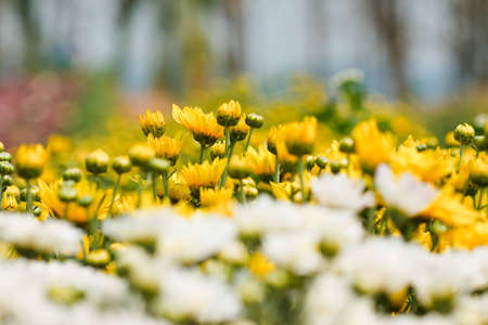 white chrysanthemums flowersの写真素材