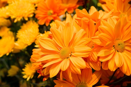Beautiful yellow chrysanthemum flowersの写真素材