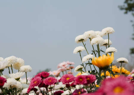 white chrysanthemums flowersの写真素材
