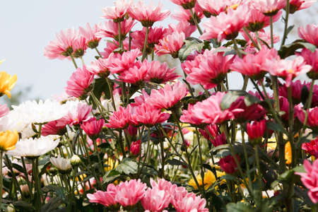pink chrysanthemum flowersの写真素材