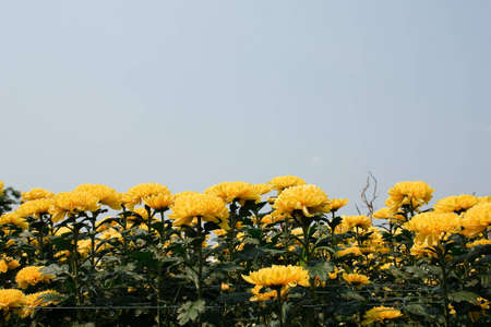 Beautiful yellow chrysanthemum flowersの写真素材