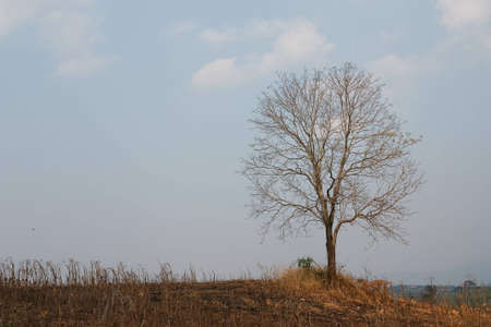Tree on the hill.の写真素材