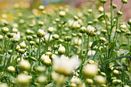 Beautiful yellow chrysanthemum flowersの写真素材