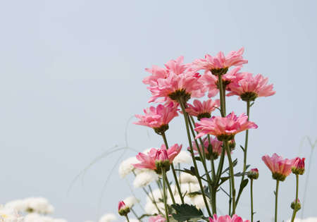 pink chrysanthemum flowersの写真素材