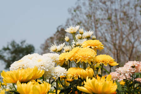 flowers of yellow chrysanthemumsの写真素材