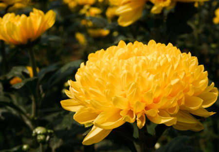flowers of yellow chrysanthemumsの写真素材