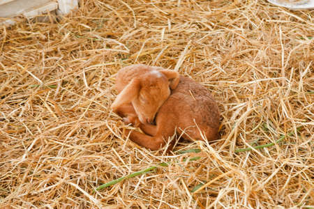 young lamb in farmの写真素材