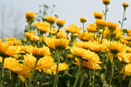 Beautiful yellow chrysanthemum flowersの写真素材