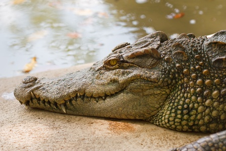 Crocodileの写真素材