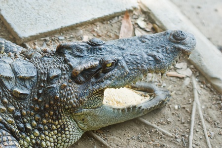 Crocodileの写真素材