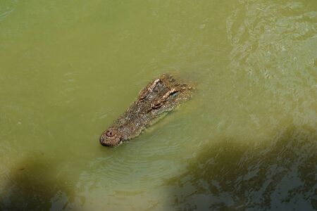 Crocodile