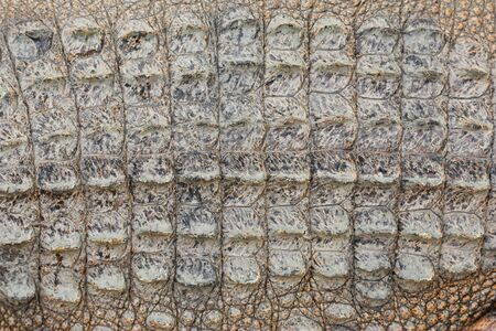 Crocodileの写真素材