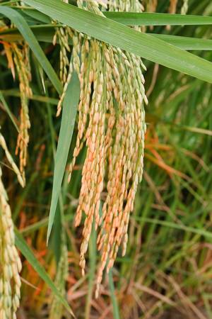 Terraced rice fields in northern Thailandのeditorial素材