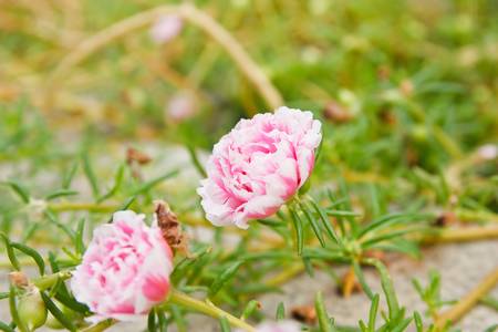 Pink Flowerの写真素材