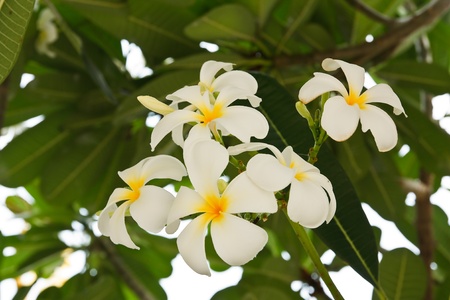 white and yellow frangipani flowersの写真素材