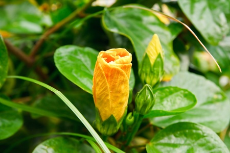 Yellow Hibiscus flowerの写真素材