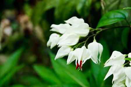 white flower の写真素材