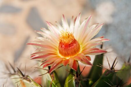 Close-up of a prickly cactusの写真素材