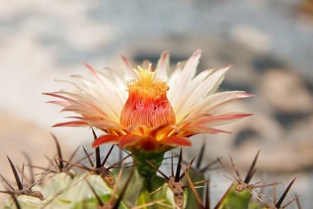 Close-up of a prickly cactusの写真素材