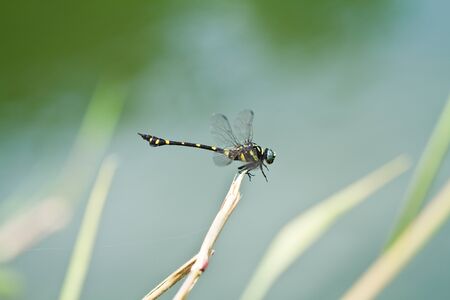 Dragonflyの写真素材