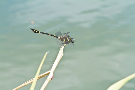 Dragonflyの写真素材