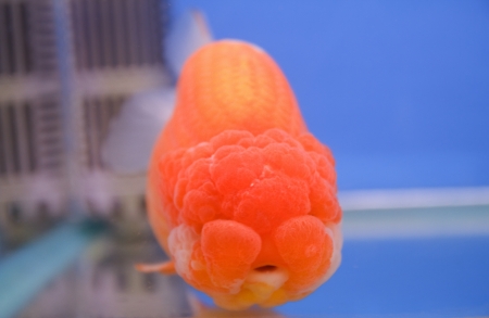 goldfishの写真素材