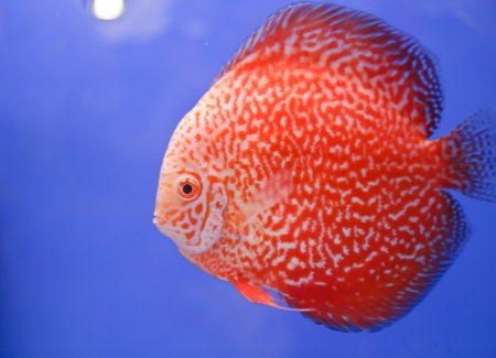 Discus fishの写真素材
