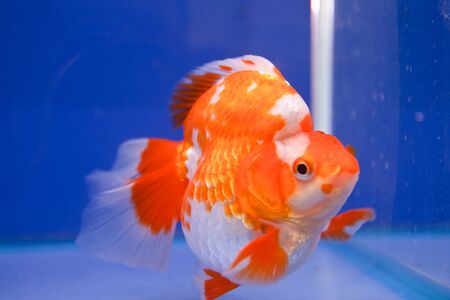 Goldfish in the aquarium の写真素材