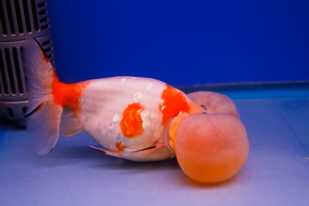 Goldfish in the aquarium の写真素材