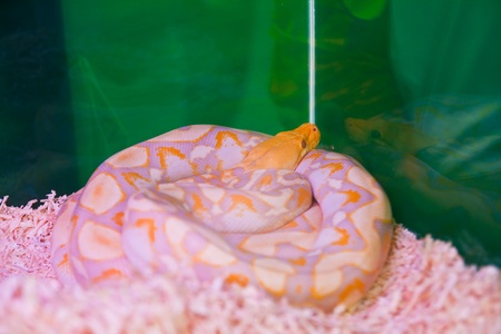 Reticulated pythonの写真素材