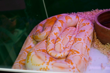 Reticulated python