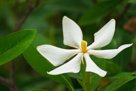 White flowers with a green background.の写真素材
