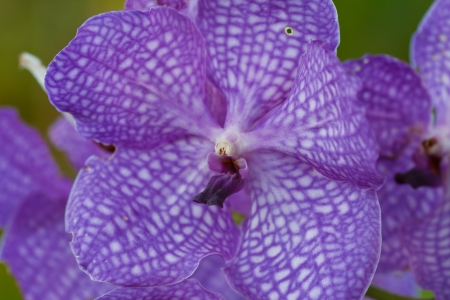 Purple orchid.の写真素材