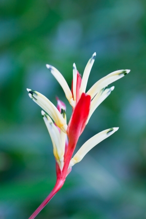 Red Orchid Garden publicの写真素材