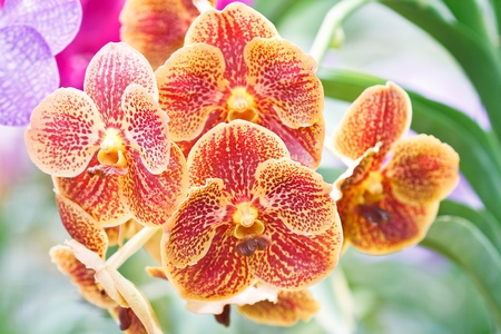 Yellow orchid.