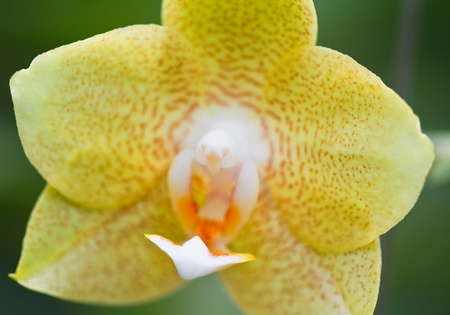 Yellow orchid.の写真素材