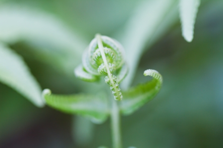 Fresh green leaves of a fernの写真素材