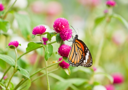 Butterfly on a flower.の写真素材