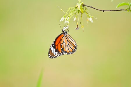 Butterfly on a flower.