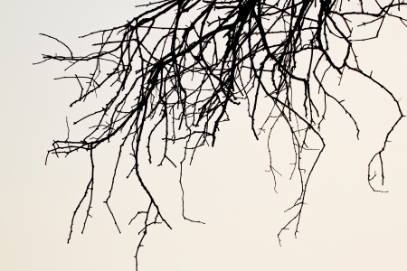 Tree of death.の写真素材