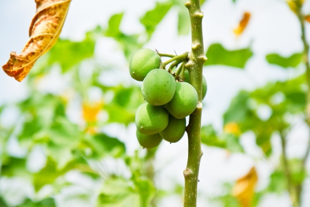 Jatropha trees.の写真素材