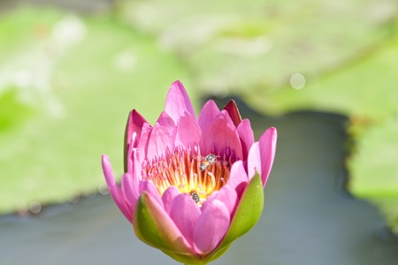 Purple lotus.の写真素材