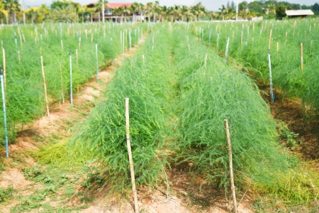 asparagus fieldの写真素材