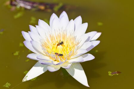 White lotusの写真素材