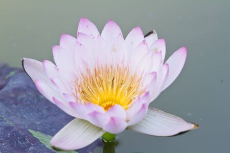 White lotusの写真素材