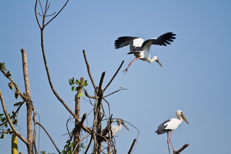 The open bill ibis